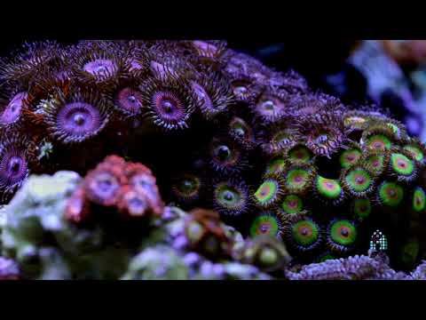 Reefs.com Youtubers' Tank Show Off -Inappropriate Reefer-