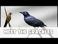 Bird Profile: Grackles – Why These Birds Are Smarter Than You Think