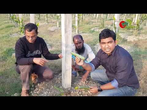 ড্রাগন ফল(Dragon fruit): চারা কোথায় পাবেন, চাষ পদ্ধতি ও বিভিন্ন জাত(৪র্থ পর্ব)