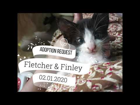 Foster/ Adoption  Request: Playful black and white kittens (Mumbai)