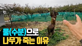 물(수분)으로 인해 나무가 죽는 이유 | 나무대장