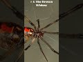 Beware! California's Top 5 Venomous Spiders Exposed 🕷️💀 #shorts #viral