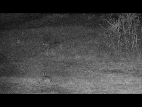 Djuma: Hosana back and watching Scrub Hares and Duiker  - 19:09 - 07/29/18