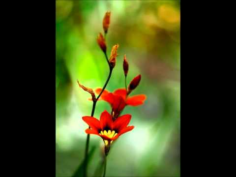 Ismet Krcić - Ja uranih jutros rano