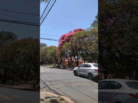 sapucaias com 24 anos, Mococa, SP