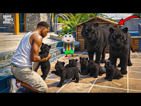 Franklin Finally Found the Rare Black Tiger Family In GTA 5