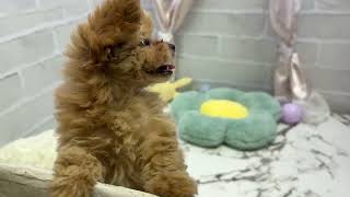 ハーフ犬の動画01