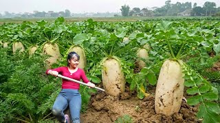 Download lagu CEO Girl's Self-sufficient Farm: Harvest Cabbage, Potatos, Radish Go To Countryside Market Sell mp3