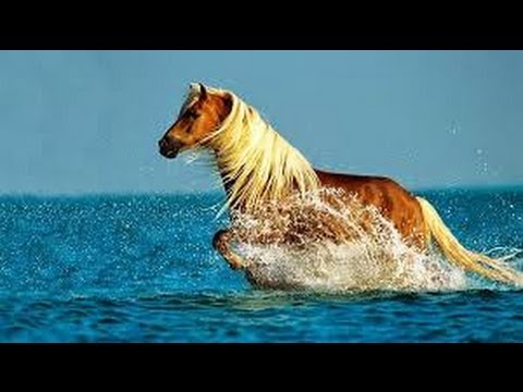 os 10 cavalos mais bonitos do mundo