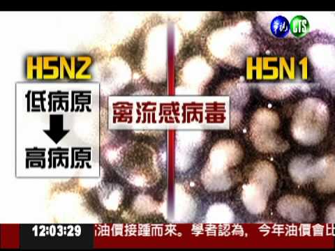 H5N2原屬低病原 雞隻驗出高病原