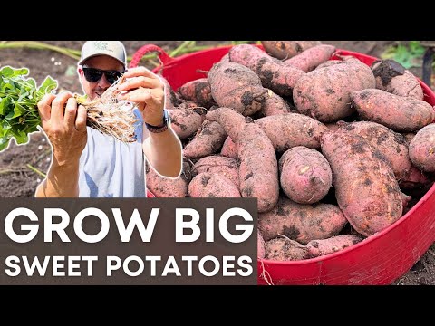 The Best Sweet Potato Variety - HANDS DOWN!