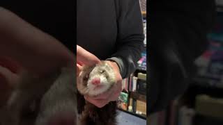 Ferret does a really cute snotty sneeze