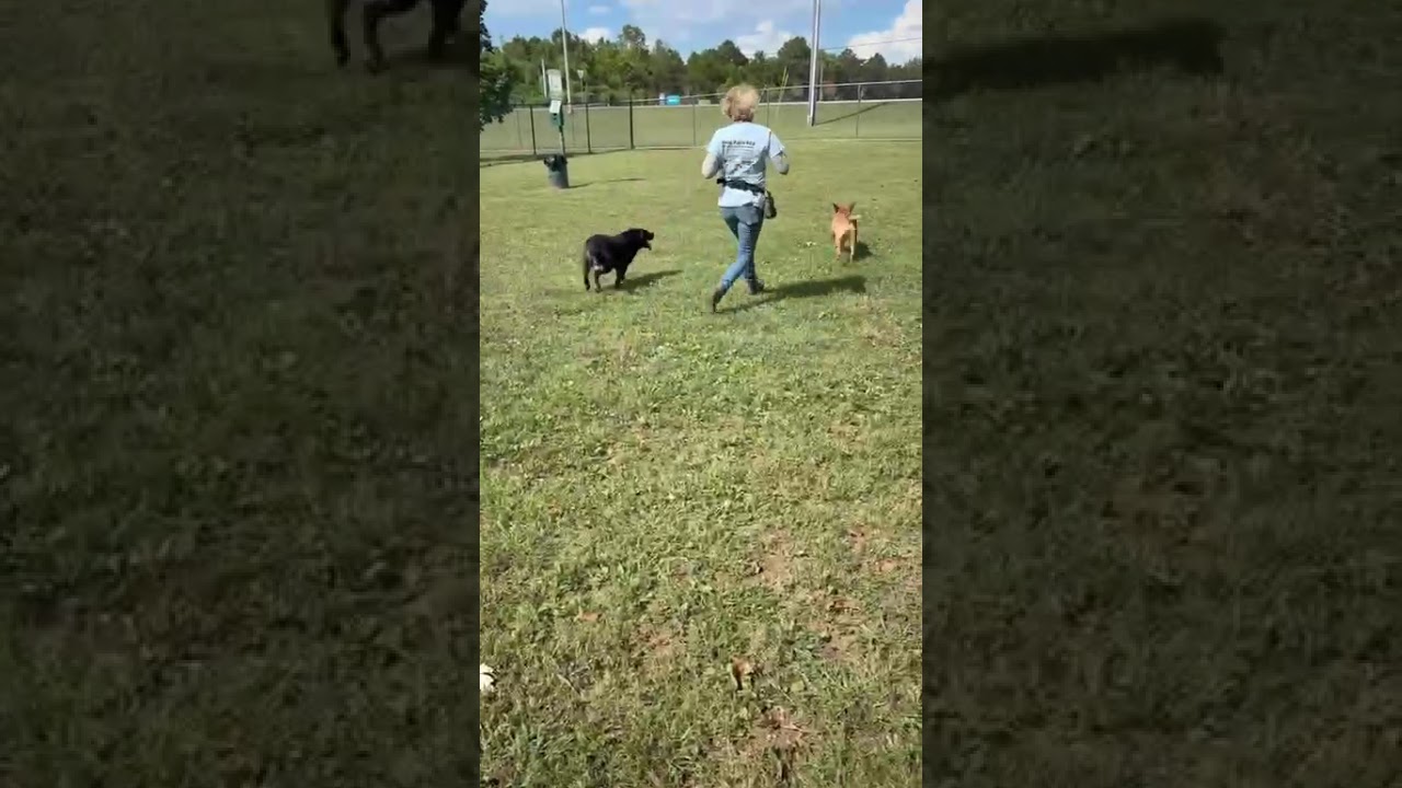 Persephone, a Adoptable Mixed Breed in Chattanooga, TN video 6/6