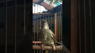 Download lagu Merbah Mata Merah Gacor Nembak#Shorts mp3