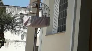Curió ALVINEGRO