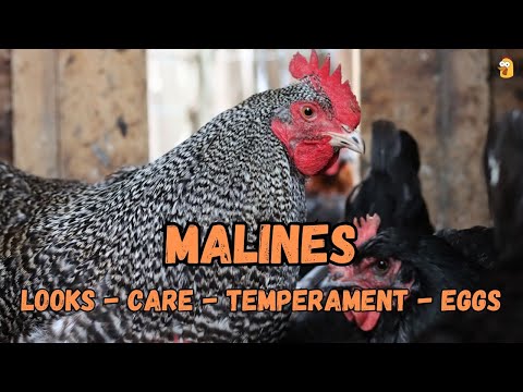 Malines Chickens: Belgian Beauties!