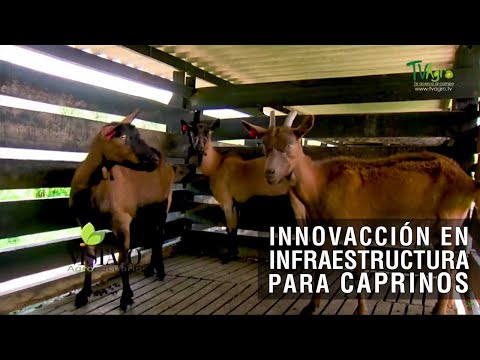 , title : 'Innovación en infraestructuras para caprinos - TvAgro por Juan Gonzalo Angel Restrepo'