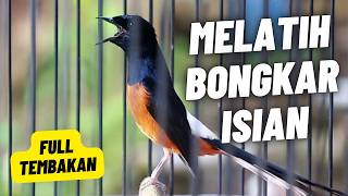 Download lagu MURAI BATU GACOR FULL ISIAN TEMBAKAN KASAR AMPUH MEMANCING MURAI BATU EMOSI BONGKAR ISIAN mp3