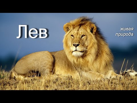 Лев. Живая природа. Факты и образ жизни животного.