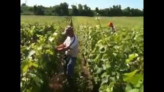 preview picture of video 'Fin du palissage dans les vignes - Champagne Marc Chauvet - 2013'