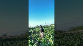 Download lagu bismillah pola pas soghi engak h her sultan madura #bosmuda #tembakau #hher mp3