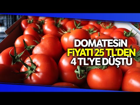 Rusya-Ukrayna Savaşı Domatesi Vurdu: Kilosu 25 Liradan 4 Liraya Düştü