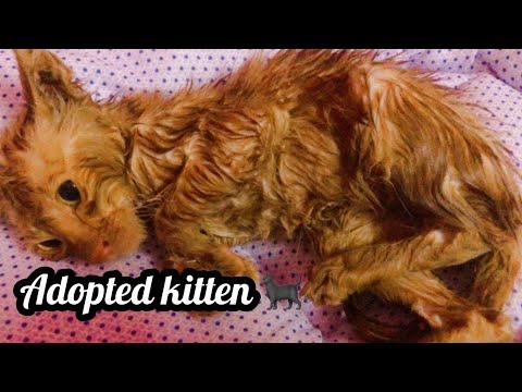 Adopted Poor Kitten 🐱 | Daily Routine | Sajida vlogs |poor cat 🐈