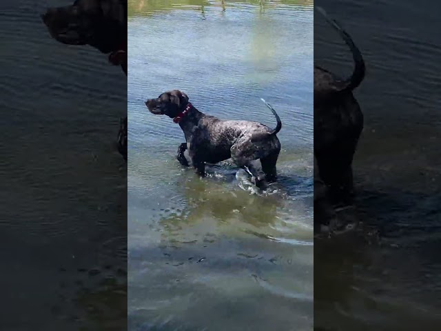 German Shorthair Pointer (Purebred) in Dogs & Puppies for Rehoming in Lethbridge