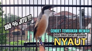 Download lagu burung cendet gacor EMOSI TEMBAKAN JUARA buat PANCINGAN CENDET AGAR BUNYI bikin BURUNG PENTET GACOR mp3
