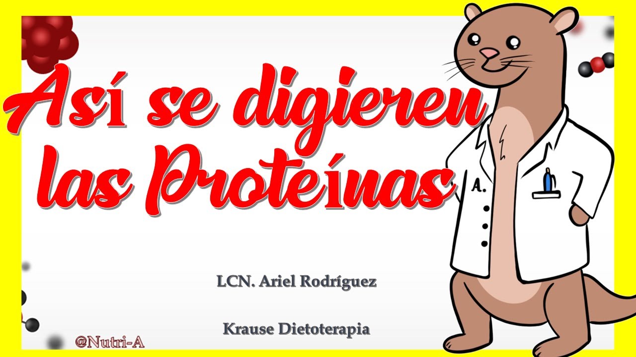 ¿CÓMO se DIGIEREN las PROTEÍNAS  / Digestión de Macronutrientes en Nutrición