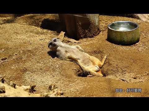 Osaka Misaki Park @ Un juego imprescindible para padres e hijos, la mayoría de las actividades recreativas