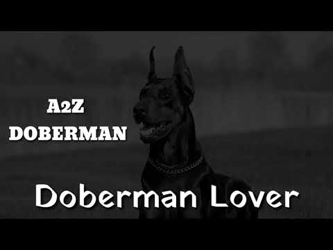 our new promo Doberman