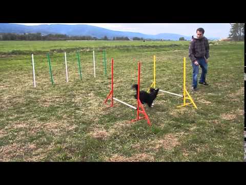 Tibetský španěl - trénink Agility