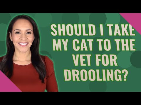 Should I take my cat to the vet for drooling?