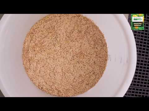 Seed Extraction Process at Bakker Seed Productions B.V.