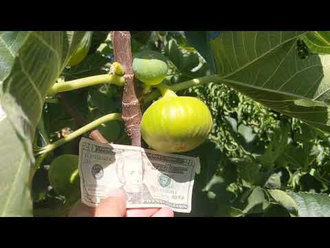 download lagu mp3 mp4 Yellow Fig Tree, download lagu Yellow Fig Tree gratis, unduh video klip Yellow Fig Tree