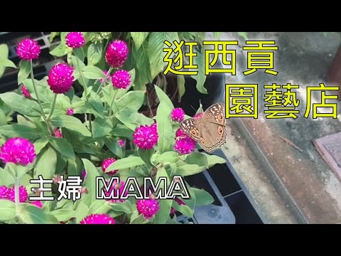 自駕往西貢｜花友順路的好去處｜盆栽🪴種類繁多看個飽 Nice Garden For Plant Lovers In Sai Kung