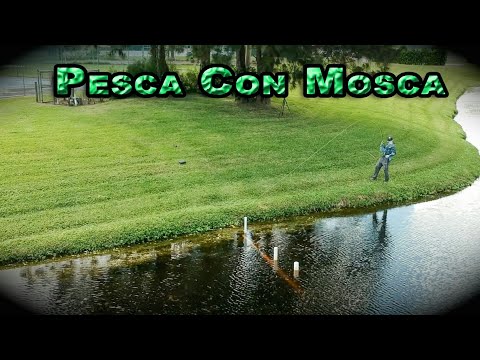 Pesca de black bass/lobina en lagos privados de florida USA con equipo # 05