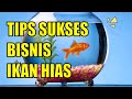 Apa Saja Yang Perlu Di Ketahui Tentang Jual Ikan Hias