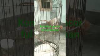 Download lagu kecial kombok gacor #tembakan helikopter mp3