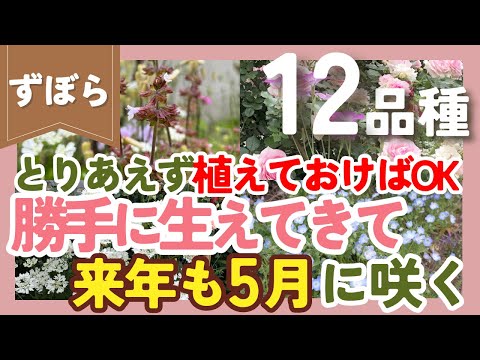  11月にウィンドウボックスに植える花は何ですか?すべての園芸家に人気のトップ 5 品種  庭園