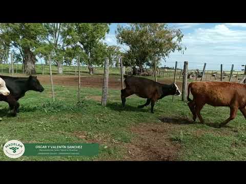 AGROCAS_66 Terneros (35m + 31h) de 175 KG en CARLOS TEJEDOR, BUENOS AIRES (3)