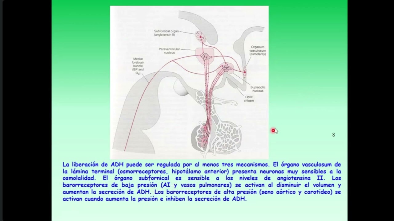 Fisiología II - Sistema Renal | Regulación de la Función Renal (27/09/24)