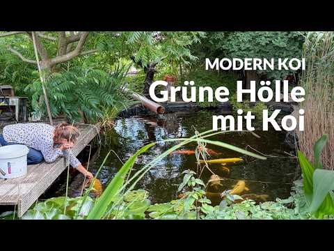 Ekkis 28.000l Koiteich im Kleingarten | Modern Koi Blog #7965