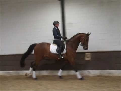 SALAMBO 4j. v. Sir Donnerhall I - Rubinstein VB 10.000,- Euro