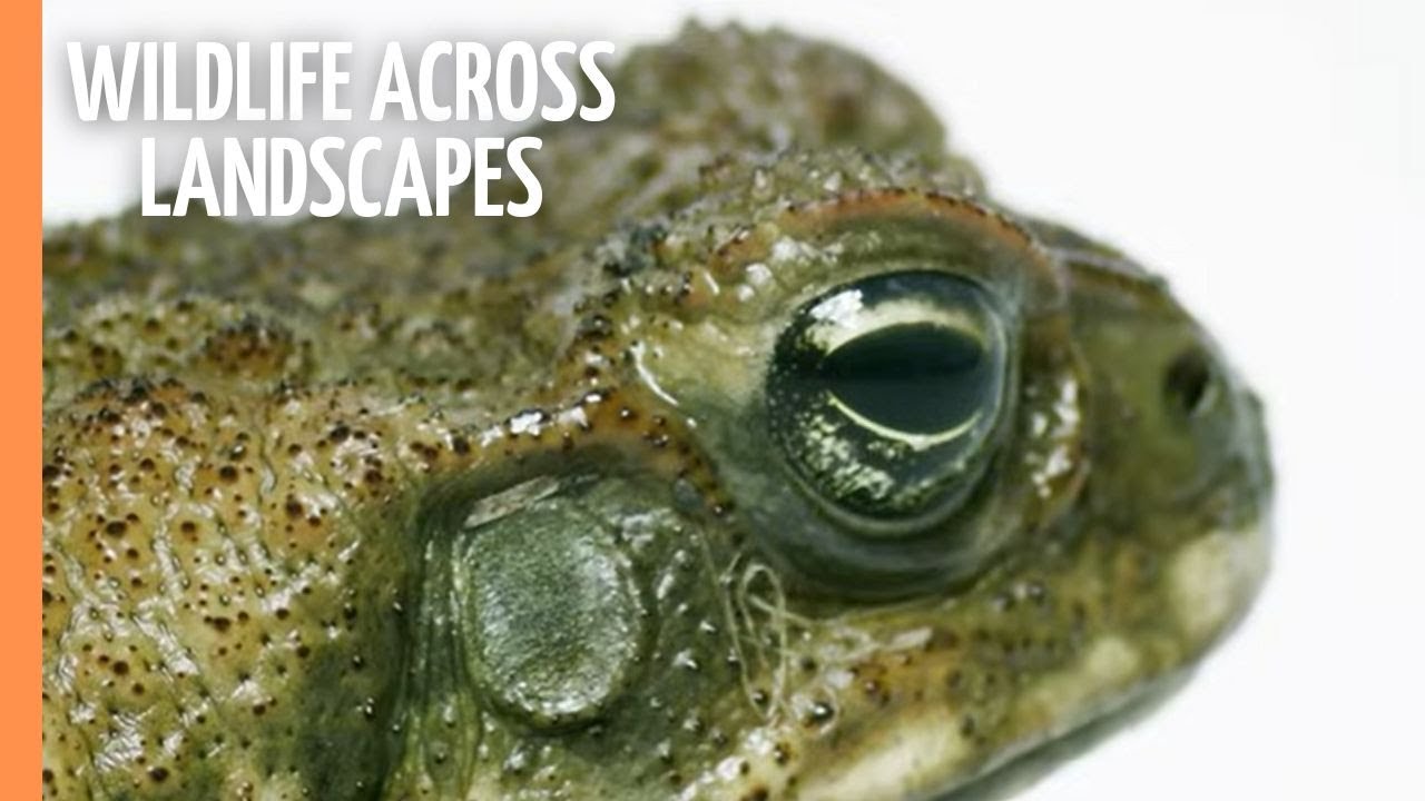 Evolution Unveiled: Dynamic Changes in Wildlife Across Landscapes