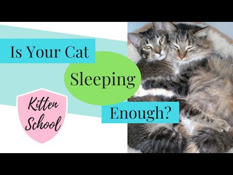 Why do Cats Sleep so Much? Their Health depends on It!