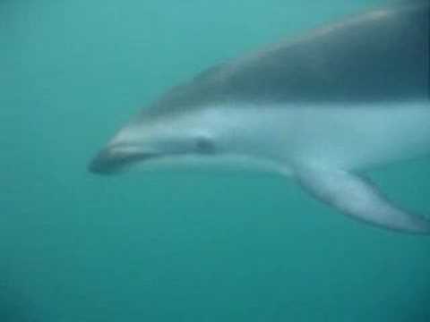 Dolphin Ecards Dolfin swim in Kaikoura New Zealand