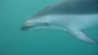 Dolphin cards Dolfin swim in Kaikoura New Zealand
