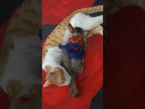 Kittie & Zara ki masoomiyat🥰 #shorts #cats #cutecats #love #catlove #kitten #zara #kitties